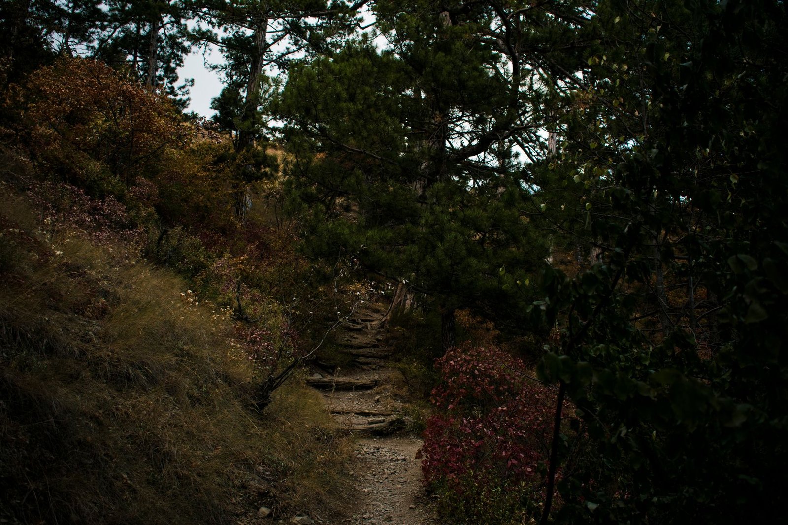 A tranquil forest trail surrounded by colorful autumn leaves and greenery