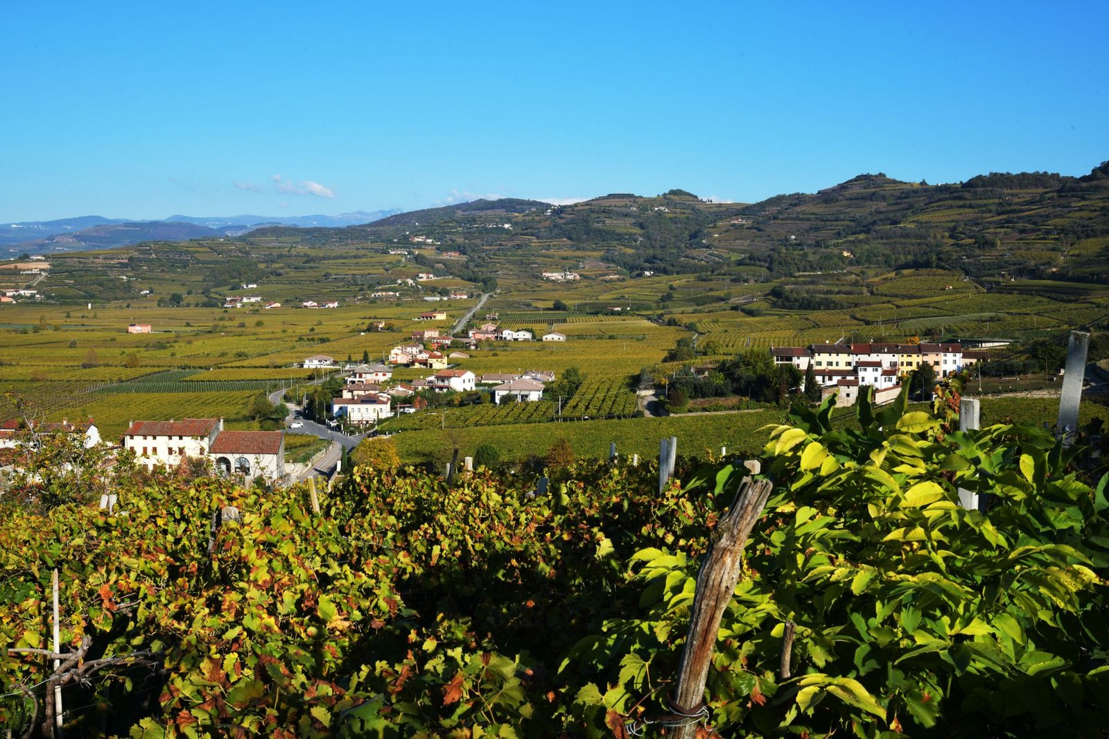 A view of Soave's vineyards in Veneto, showcasing tranquil rural scenery and greenery