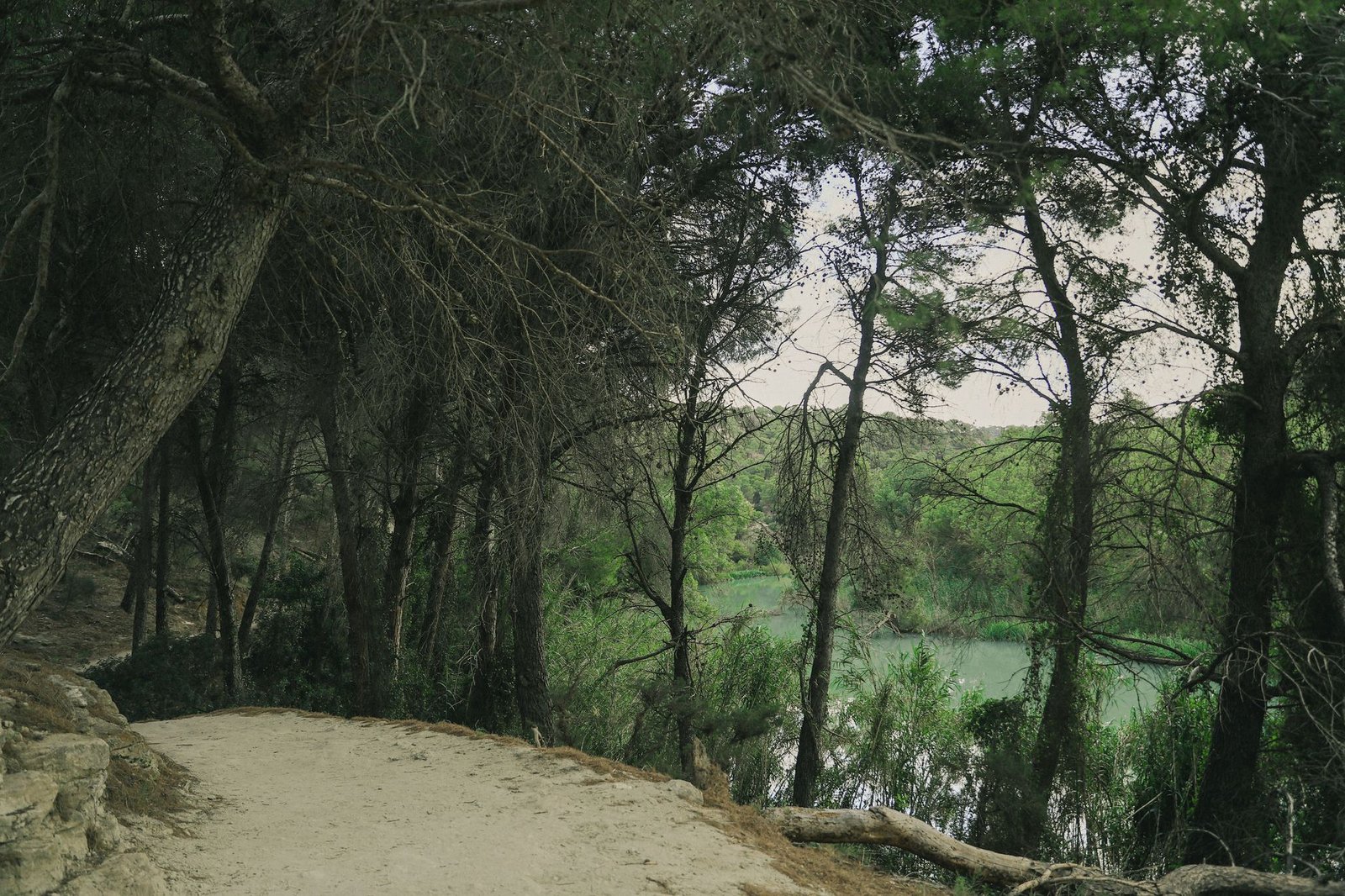 Quiet forest path along a riverbank in a landscape