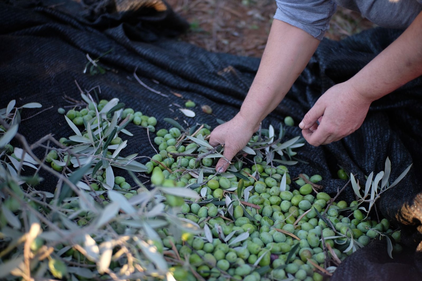 Harvesting green olives by hand in Calabria, Italy, showcasing fresh produce and traditional methods