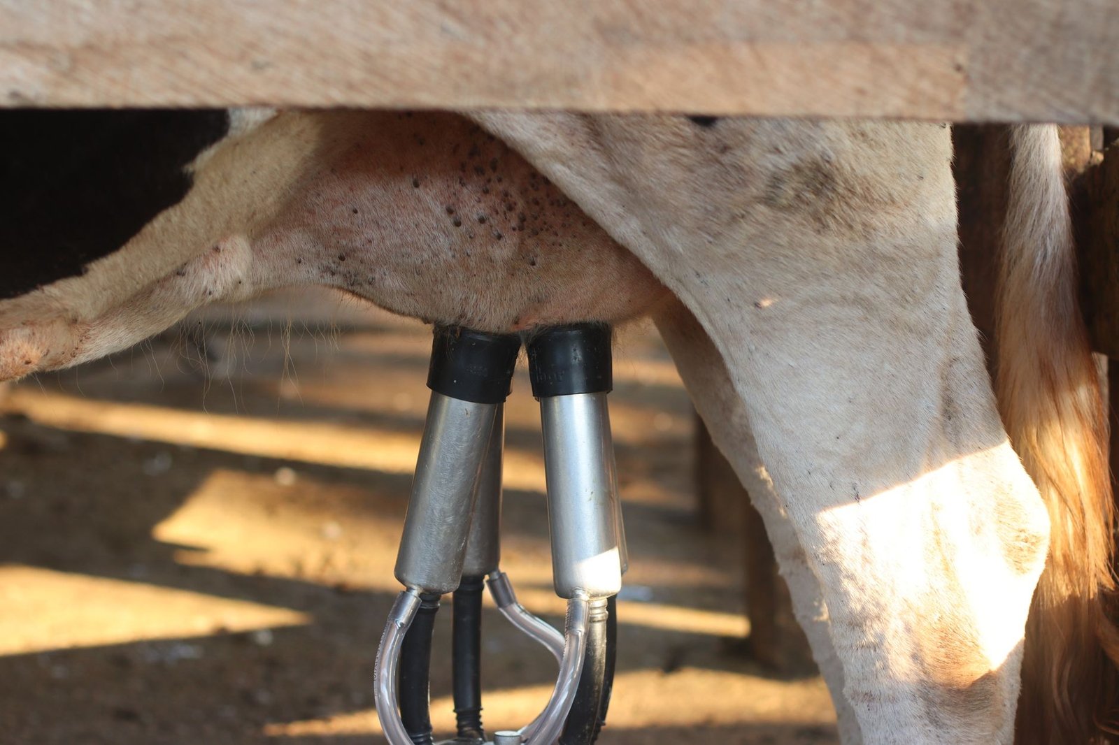 Automated milking machine in action on a dairy cow. Efficient modern farming