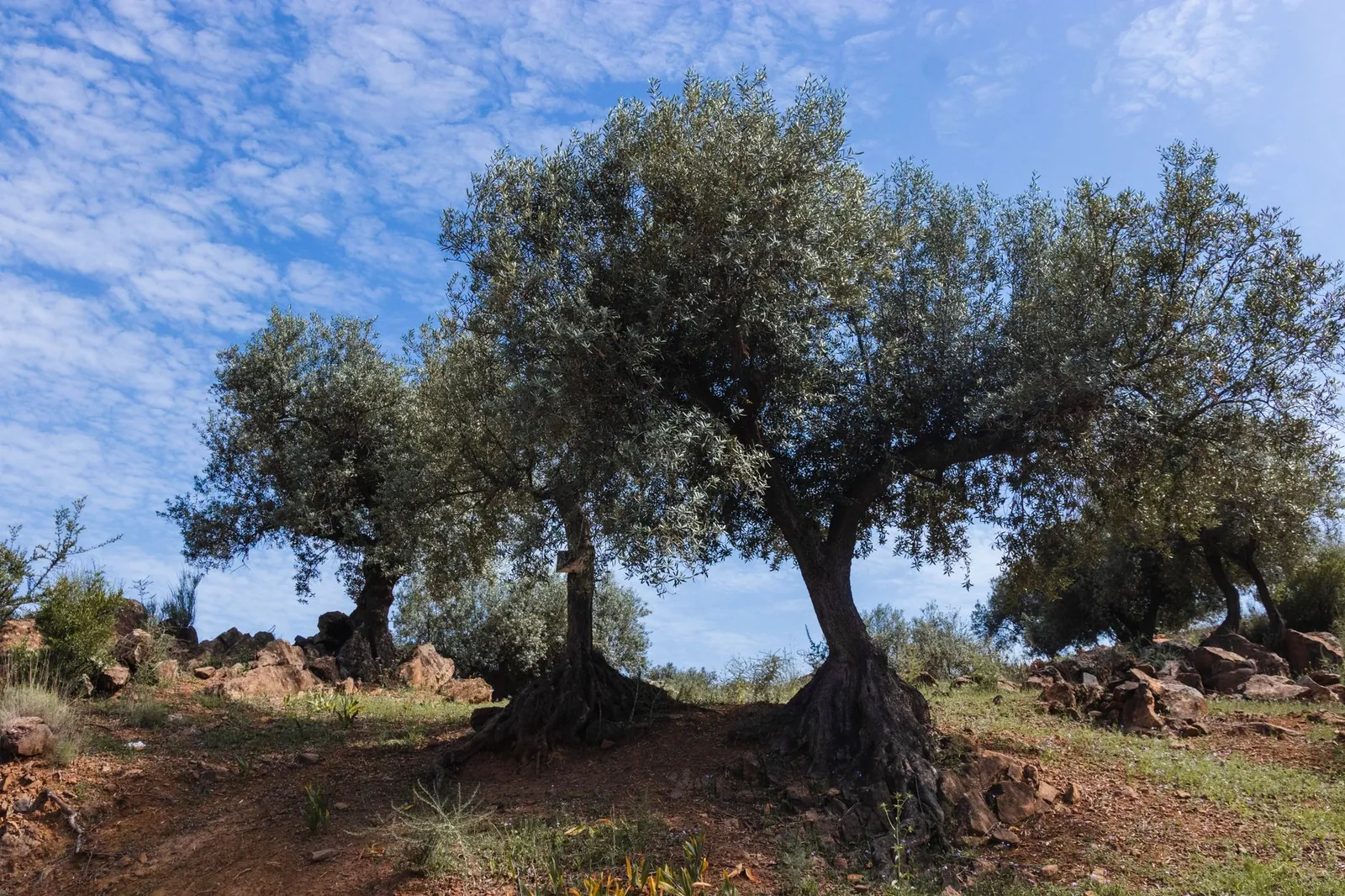 landscape of olive trees under a clear blue sky in rural Spain