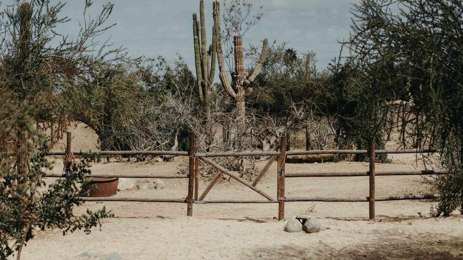 A desert landscape featuring a wooden fence and towering cacti under a clear sky
