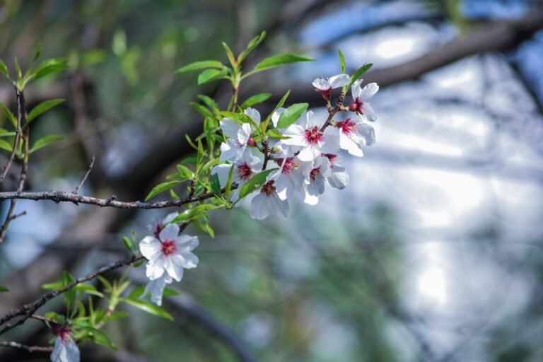 Close-up of fresh blossoms on a branch in Srinagar's natural setting