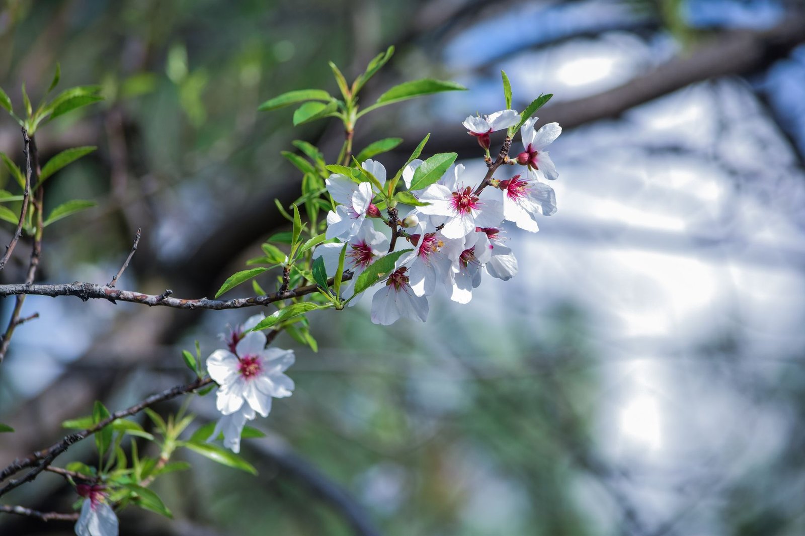 Close-up of fresh blossoms on a branch in Srinagar's natural setting