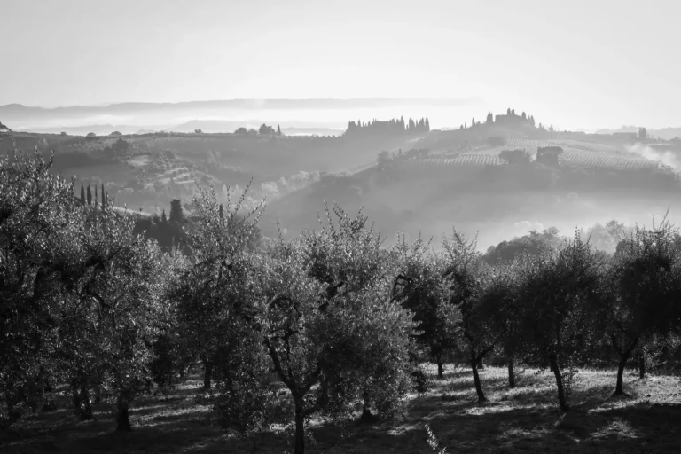 Black and white landscape of Tuscany's olive groves and hills in morning mist