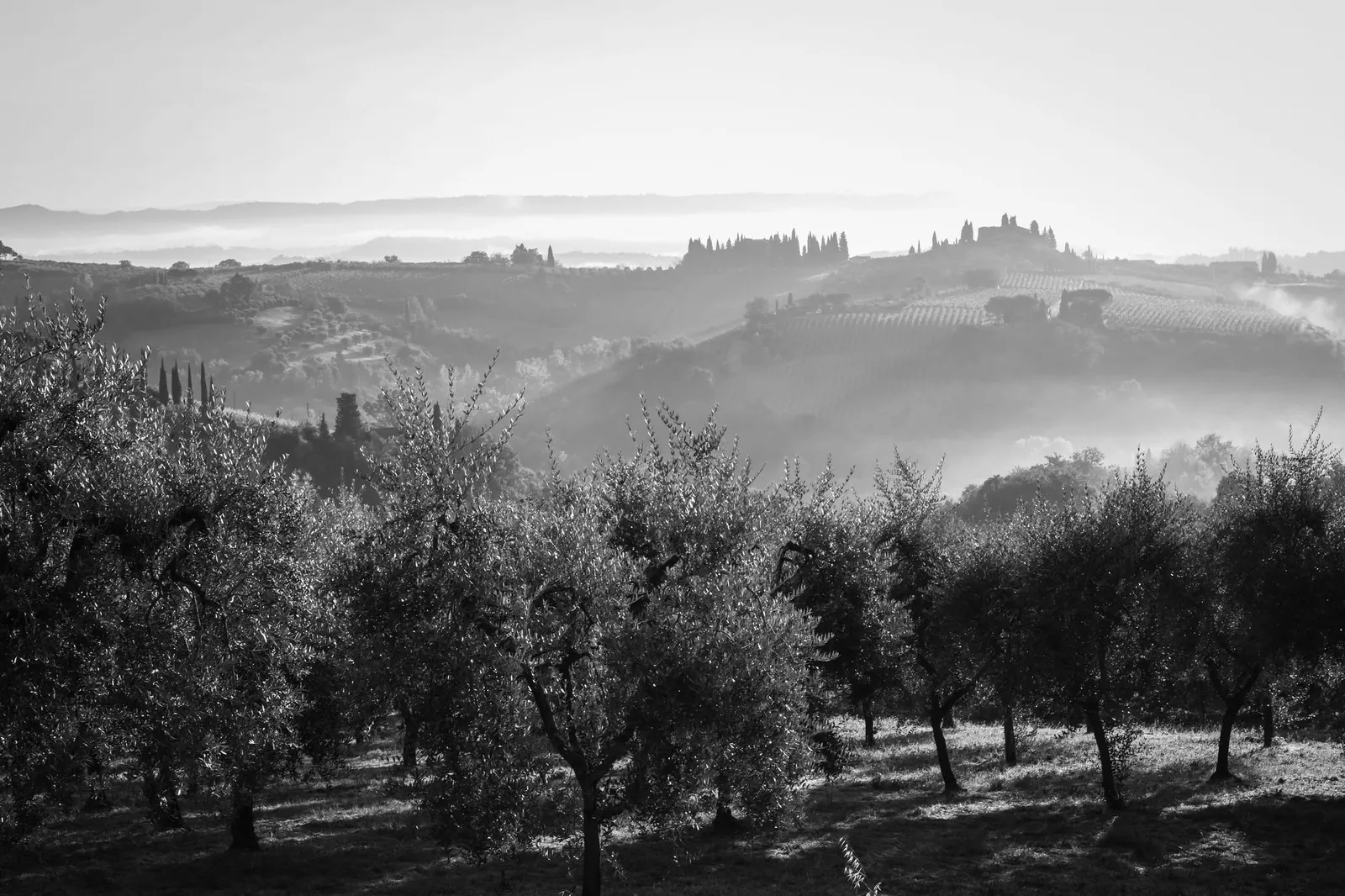 Black and white landscape of Tuscany's olive groves and hills in morning mist