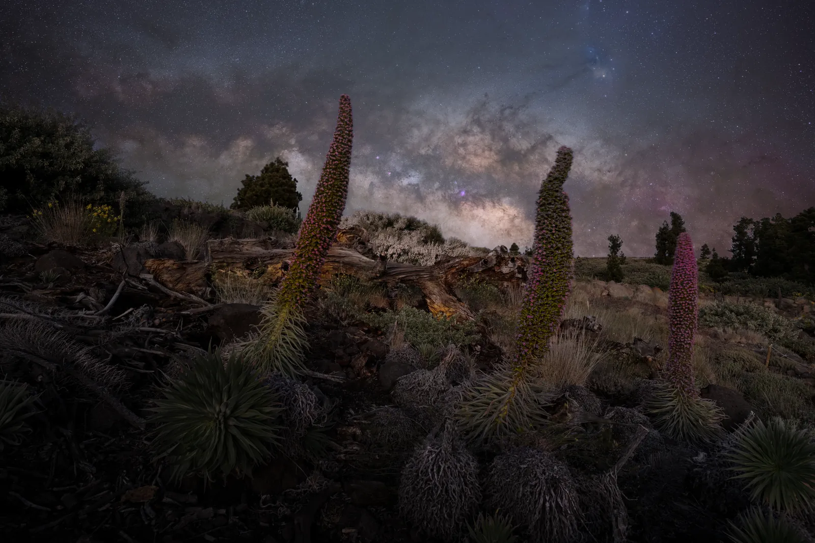 Beautiful Milky Way galaxy over a rugged landscape in Las Palmas de Gran Canaria. Exotic flora at night