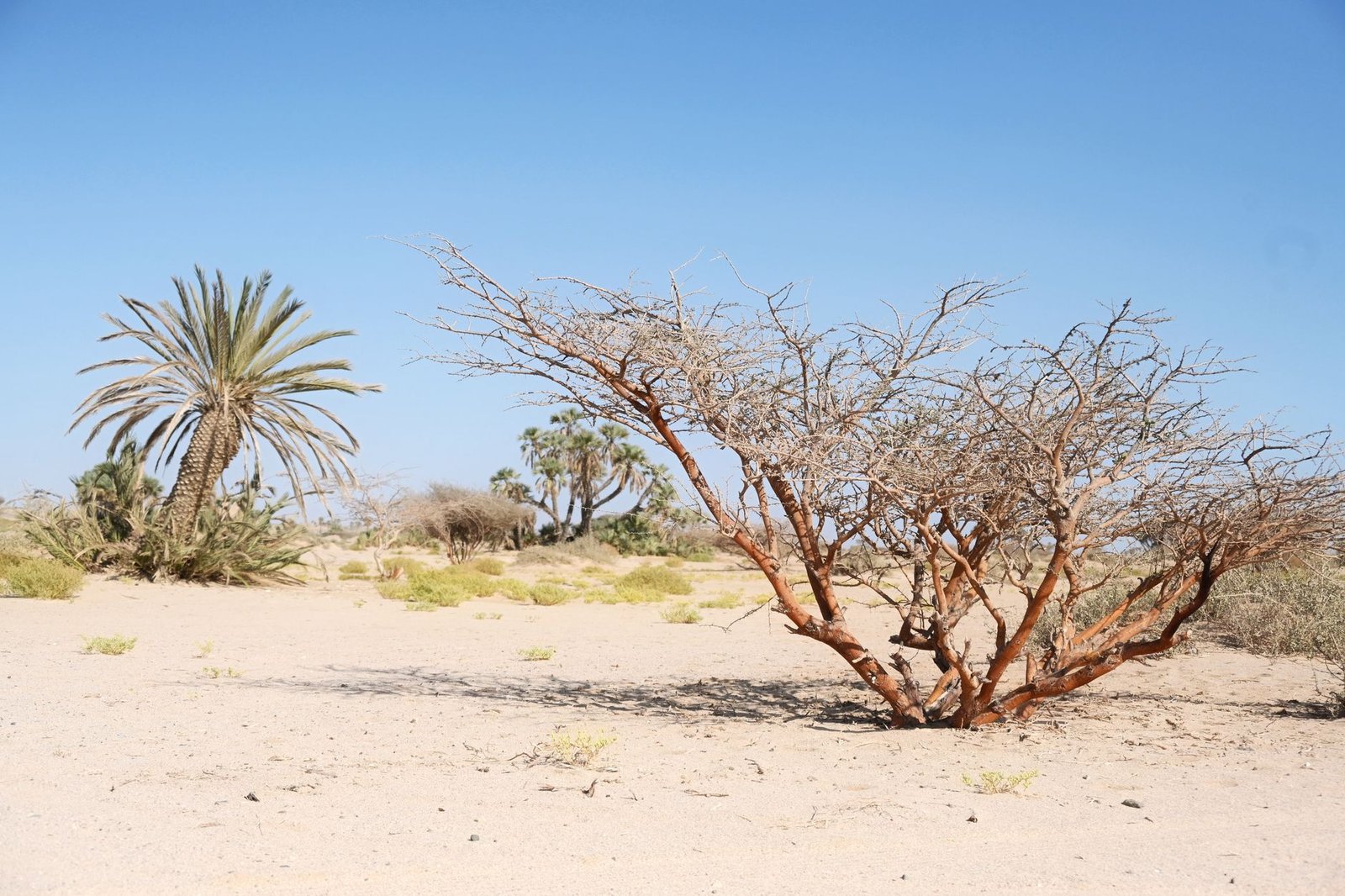 A vast desert landscape featuring acacia and palm trees under a clear blue sky