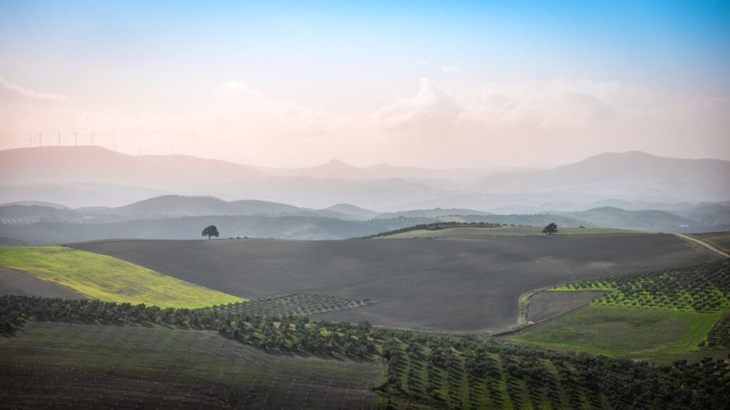 Why Andalusians Put Olive Oil on Everything, Including Breakfast