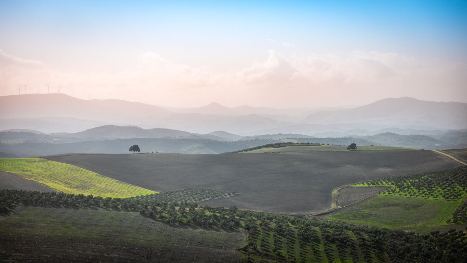 Andalusian countryside landscape with olive trees and misty mountains