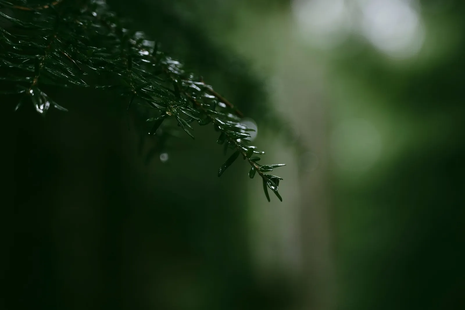 Detailed shot of pine needles with raindrops, capturing the essence of rainy forest atmosphere