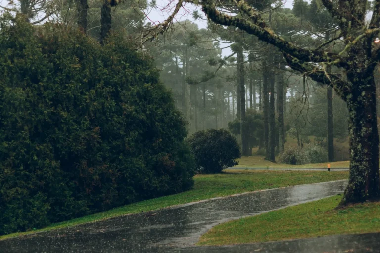 A tranquil forest path drenched in rain, showcasing greenery and beauty