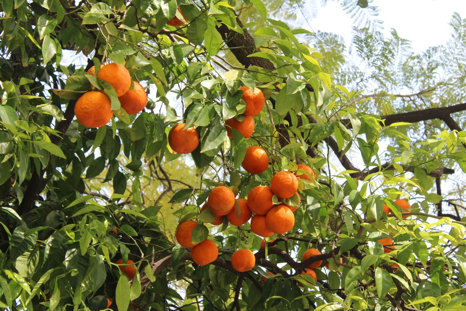 Ripe oranges hanging on a tree in Seville, Spain, under the bright sunlight