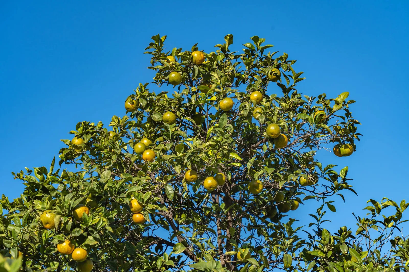 A orange tree in Valencia with ripe fruit against a clear blue sky, showcasing nature's bounty