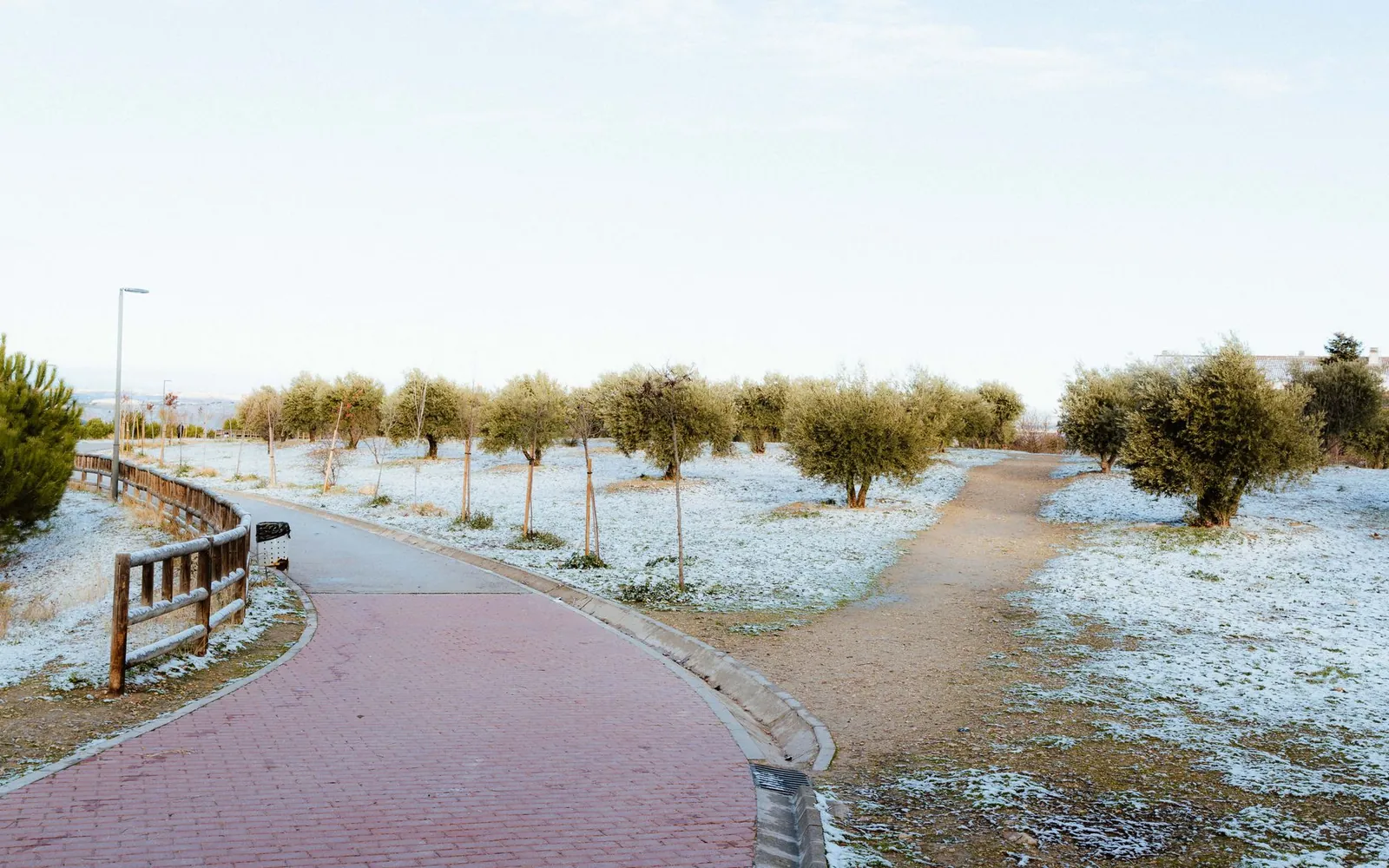 A winter scene of a snow-dusted pathway through an olive grove in Spain