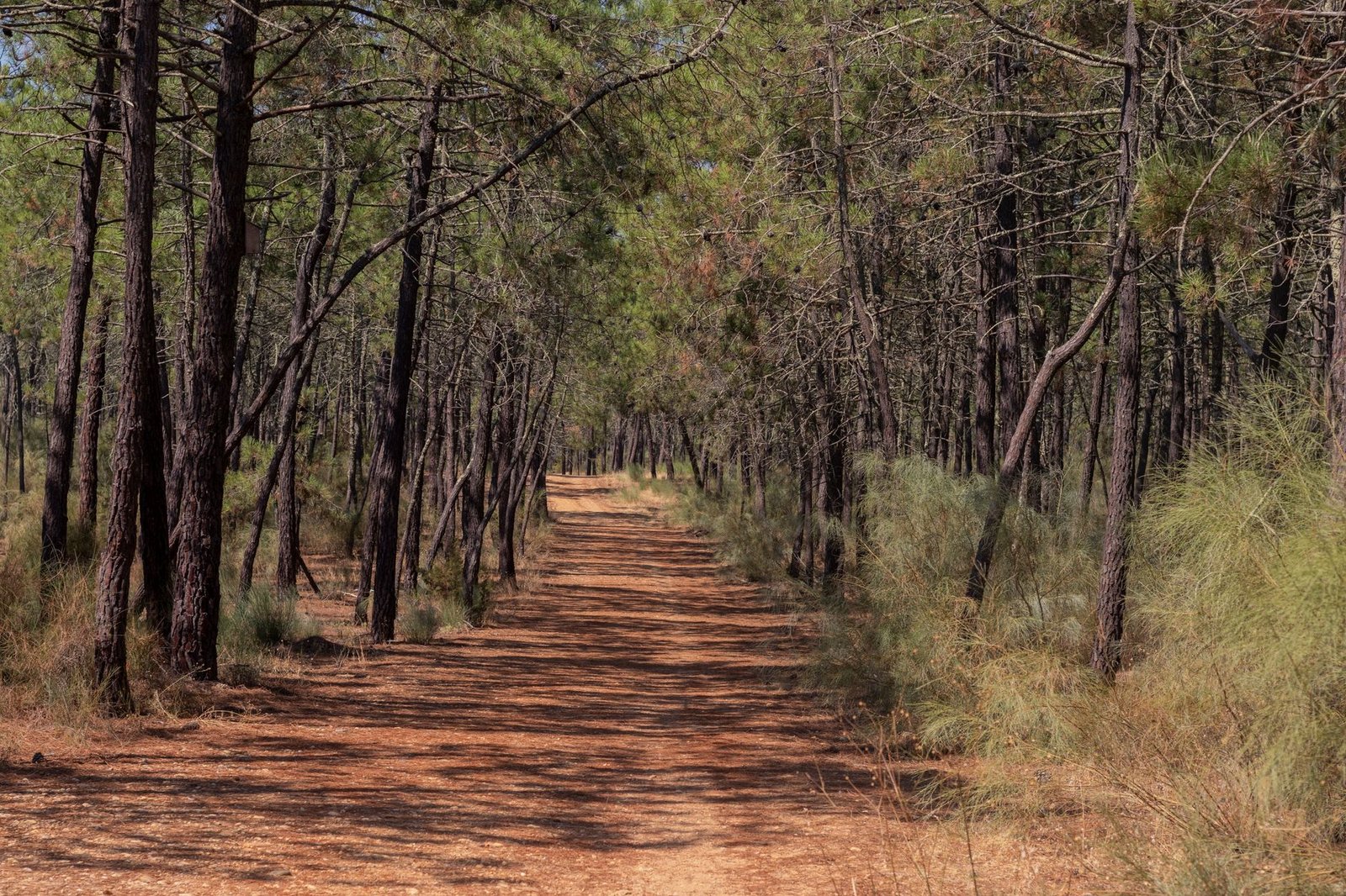 Peaceful forest path surrounded by tall trees and dappled sunlight