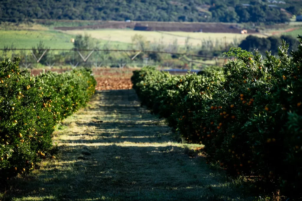 Valencia orange groves visit brings a joy I cherish.