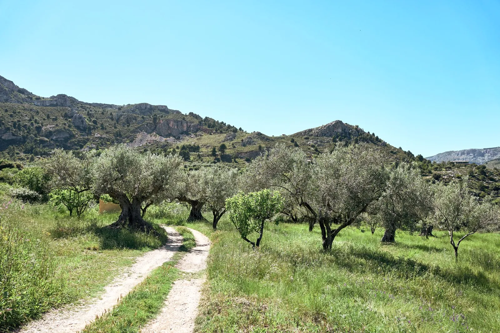 Tranquil olive grove amidst rolling green hills under a bright blue sky