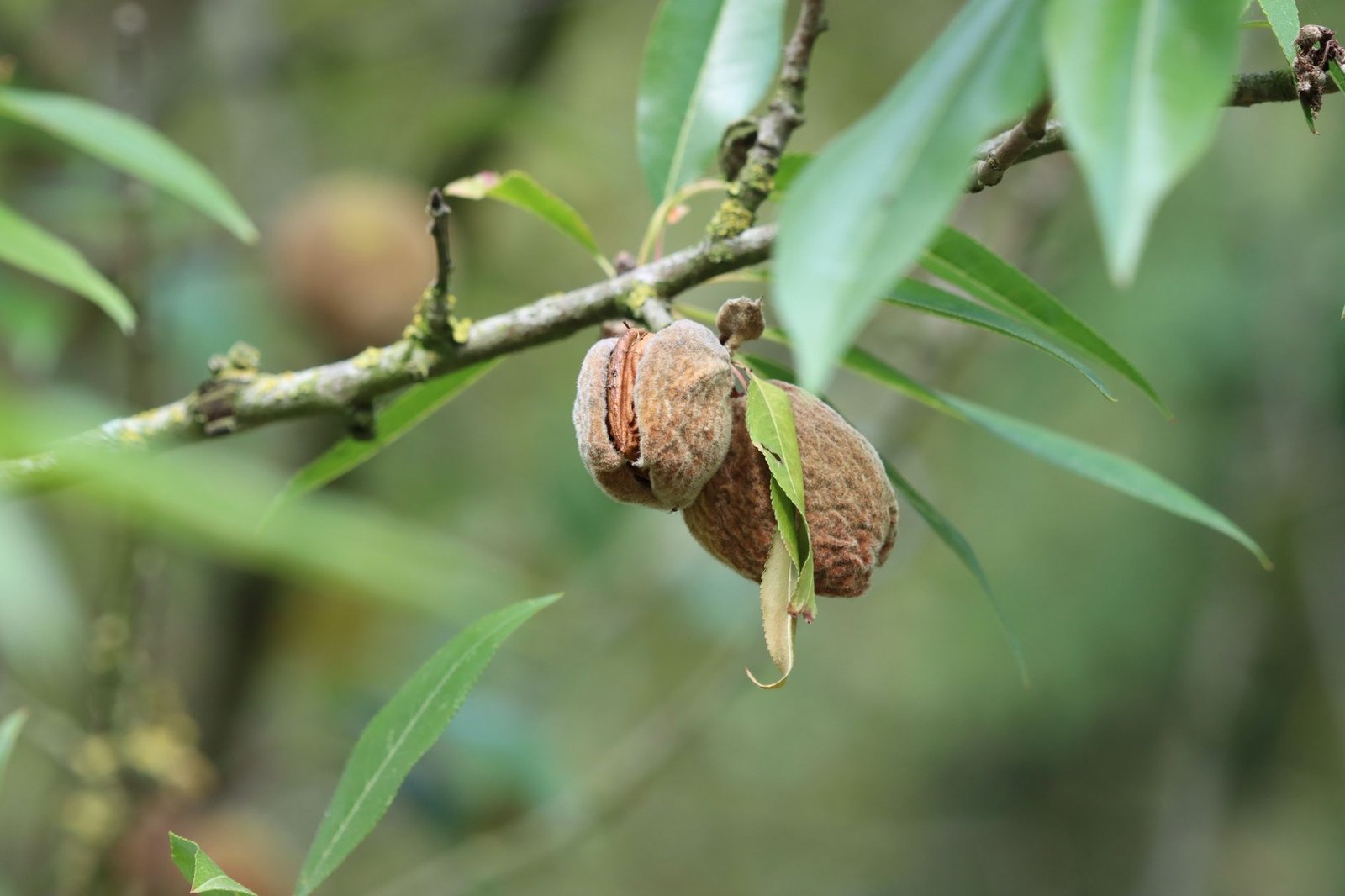 Macro shot of almonds and leaves on a branch in natural light