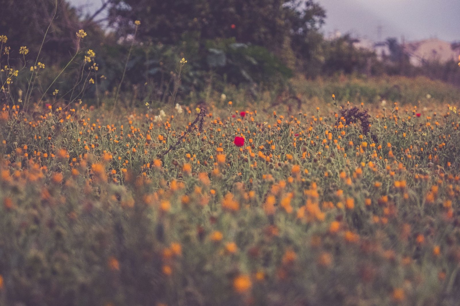 A wildflower field in Málaga showcases natural beauty with blooming flora under a bright sky