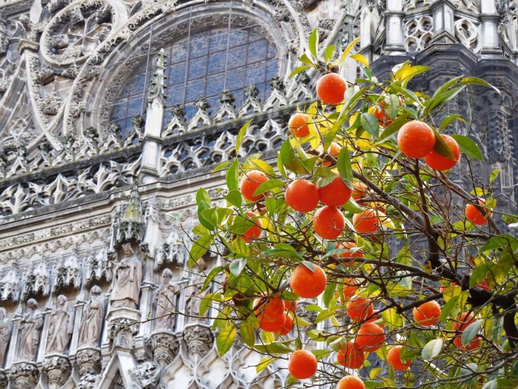 Seville orange tree charm makes the whole city sing.